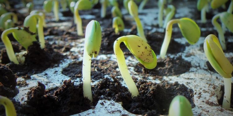 WS: Anbauplanung und Jungpflanzenzucht