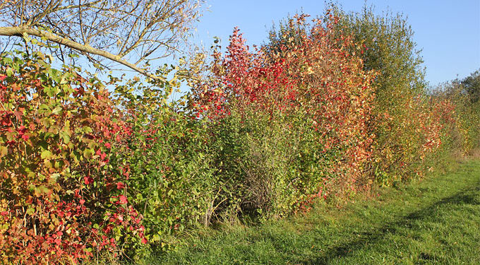 Windschutz und Wildobsthecke