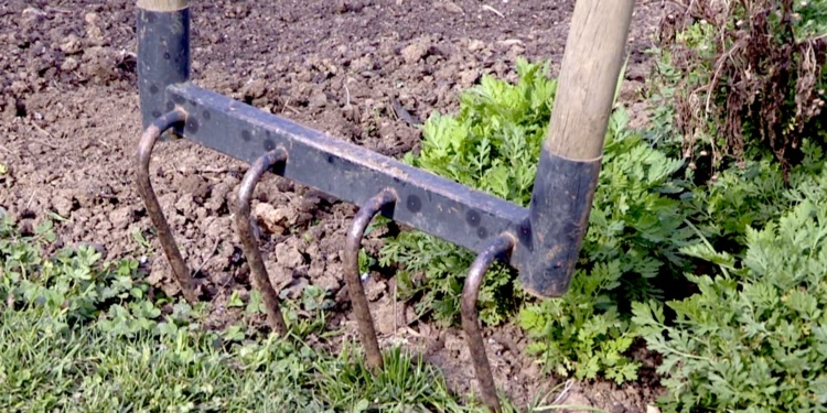 Gartenpraxis: reduzierte Bodenbearbeitung